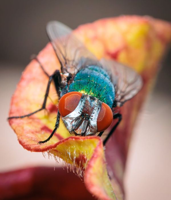A close-up of a serene eye reflecting a calm natural landscape.